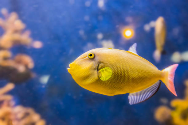 istock Colorful sea fish and friends 1213244166