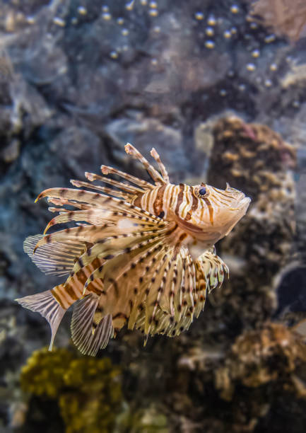 istock Colorful sea fish and friends 1213244210