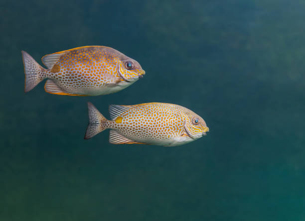 istock Colorful sea fish and friends 1213244218
