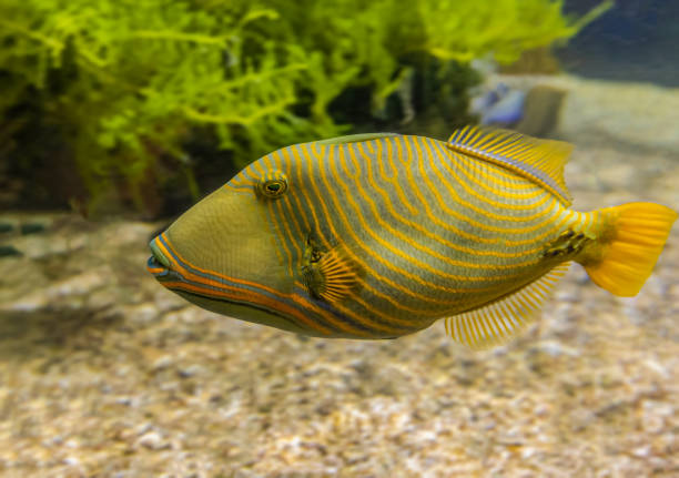 istock Colorful sea fish and friends 1213244235