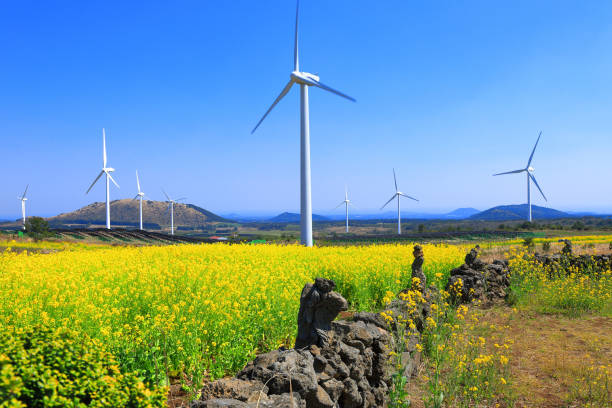It is a spring view of Jeju rapeseed flower plaza where rapeseed flowers and wind power generators blend beautifully.