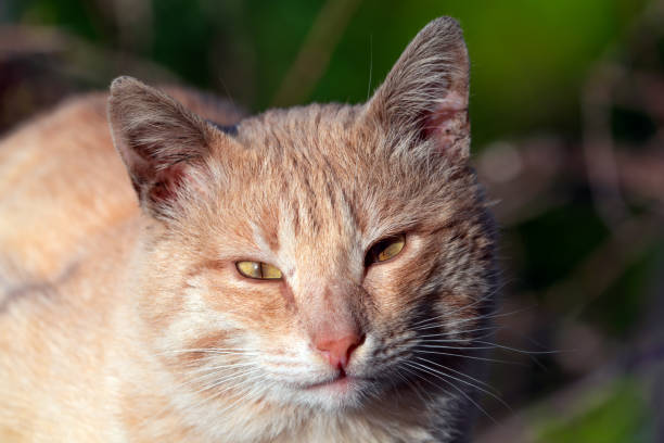 istock Cute ginger street cat portrait 1213245199