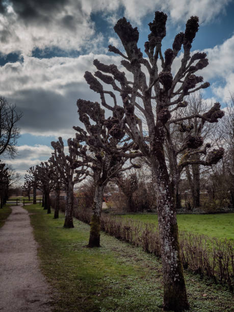 istock Traditional cut poplars road in Ribe, Esbjerg Denmark 1213245370
