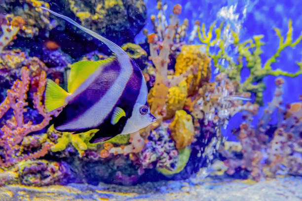istock Colorful sea fish and friends 1213245986