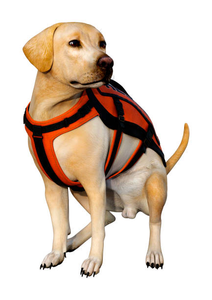 istock 3D illustration fyellow labrador rescue dog on white 1213247509