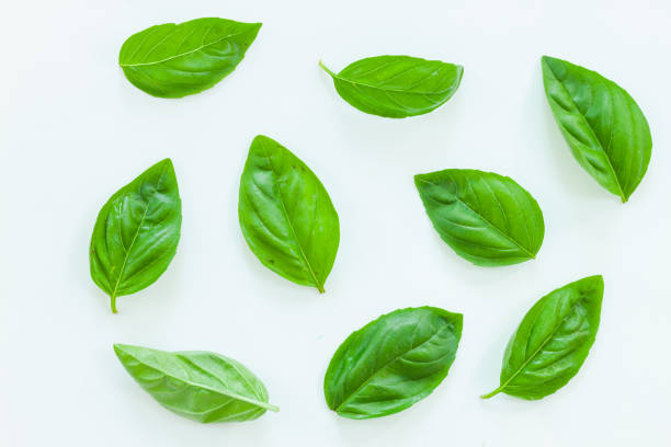 istock Fresh green basil leaves on white background, top view 1213247926