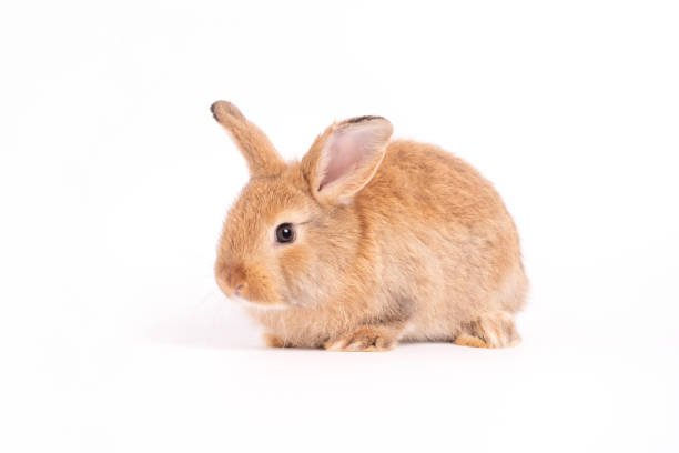istock Furry and fluffy cute red brown rabbit erect ears are sitting look in the camera, isolated on white background. Concept of rodent pet and easter. 1213248272