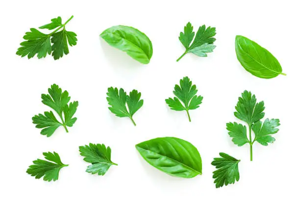 Parsley, basil herb set. Parsley leaf isolated on white background. Parsley on white.