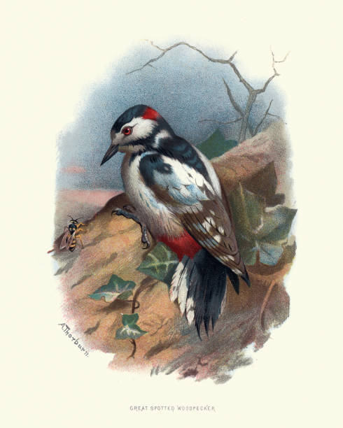Wild birds, great spotted woodpecker (Dendrocopos major) Vintage engraving of great spotted woodpecker (Dendrocopos major)  a medium-sized woodpecker with pied black and white plumage and a red patch on the lower belly.. Familiar Wild Birds by Swaysland, Walter 19th Century dendrocopos major stock illustrations