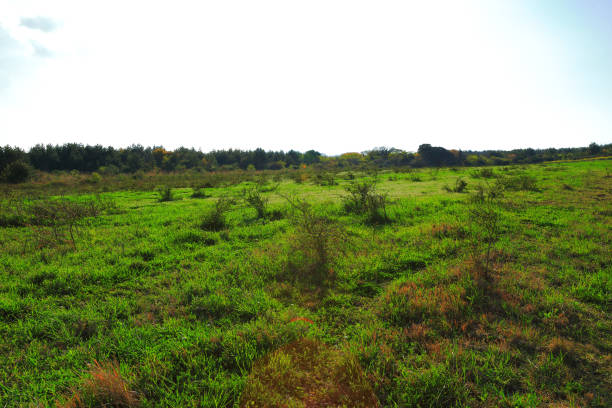 istock Rural, delifanne meadow, 1213250824