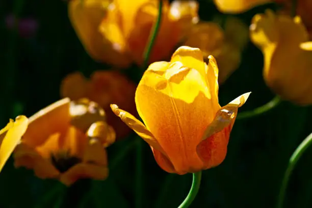 Sunlit yellow decorative tulip flowers on a flowerbed on a sunny day of spring. Play of light and shadow.