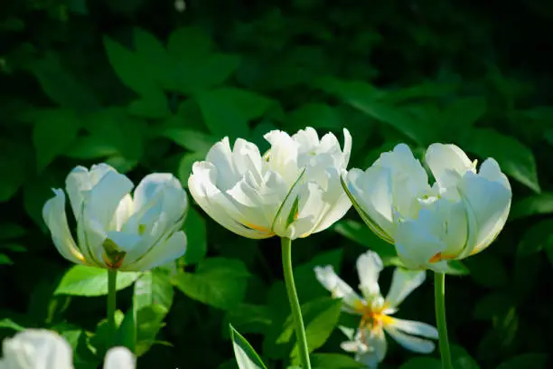 Three decorative white tulip flowers against the dark green background.