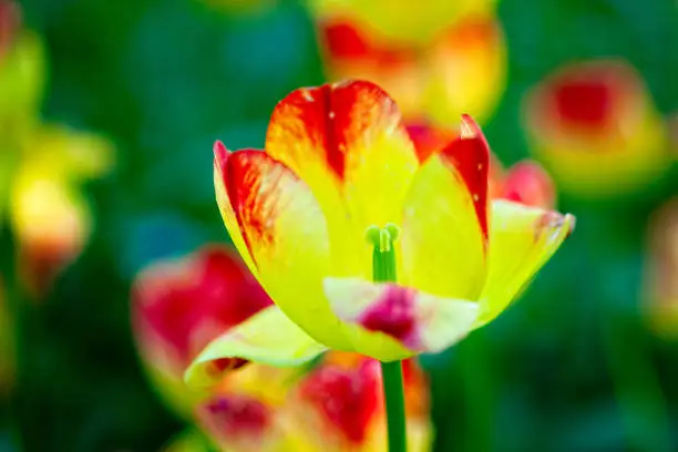 Sunlit decorative red and yellow tulip flowers on a green flowerbed on a sunny day of the spring season
