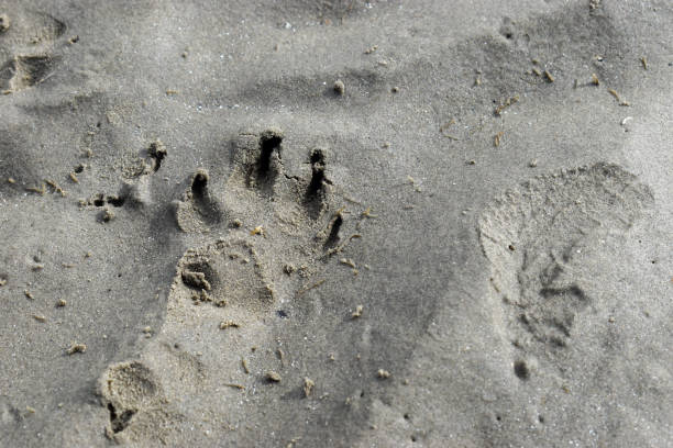 istock Paw Prints on Sandy Beach in Dublin, Ireland 1213256232