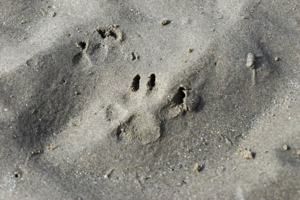 odciski łap na sandy beach w dublinie, irlandia - dog paw print beach footprint zdjęcia i obrazy z banku zdjęć