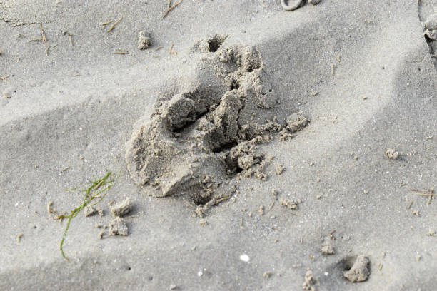 odciski łap na sandy beach w dublinie, irlandia - dog paw print beach footprint zdjęcia i obrazy z banku zdjęć