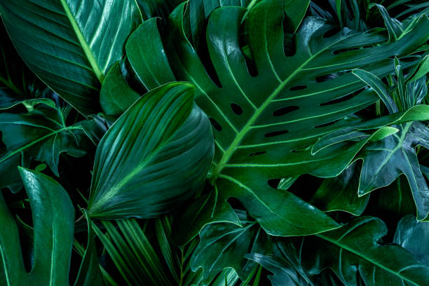 istock green leaves for background and wallpaper 1213256552