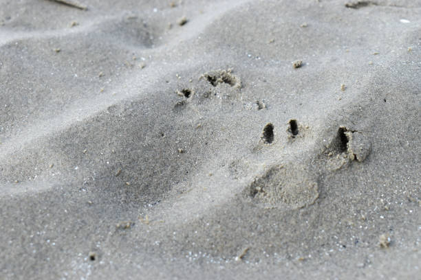 odciski łap na sandy beach w dublinie, irlandia - dog paw print beach footprint zdjęcia i obrazy z banku zdjęć