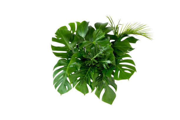 istock green leaves for background and wallpaper 1213256572
