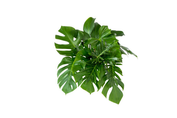 istock green leaves for background and wallpaper 1213256620