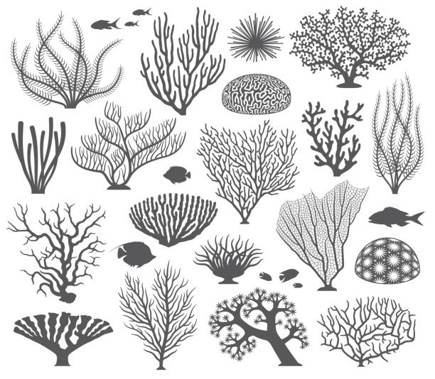 unterwasser-set von korallen und algen - korallenriff stock-grafiken, -clipart, -cartoons und -symbole