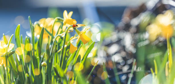 Panoramic view to spring flowers in the forest. Yellow blooming daffodils with ladybug in the forest background. Spring day, dolly shot, close up, shallow depths of the field