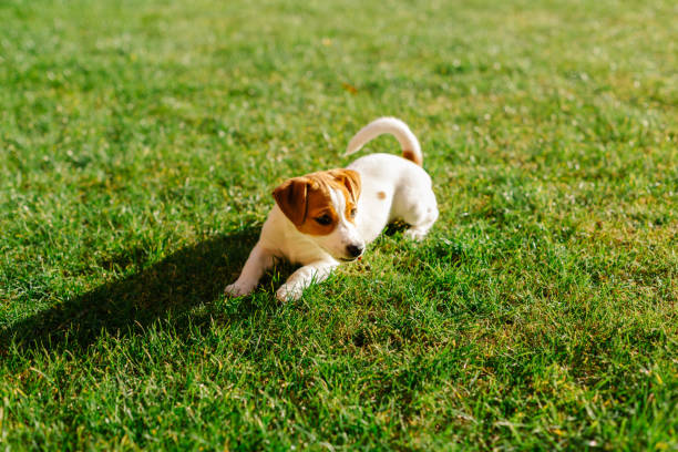 Happy puppy Jack Russell Terrier playing in the grass. Happy puppy Jack Russell Terrier playing in the grass. aufzucht stock pictures, royalty-free photos & images