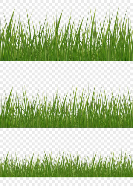 web Green grass meadow border vector pattern. Spring or summer plant lawn. Set of realistic vector elements of nature for design illustrations. ladybug frame border clip art stock illustrations