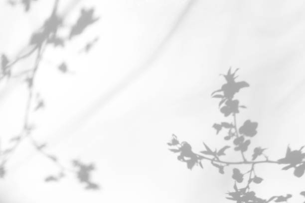 shadows of the tree branches on a white wall