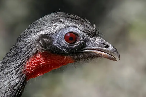 Detail of Black fronted piping guan, Penelope jacutinga, single bird on Brazil