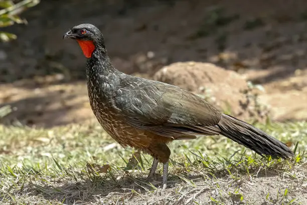 Black fronted piping guan, Penelope jacutinga, single bird on ground, Brazil