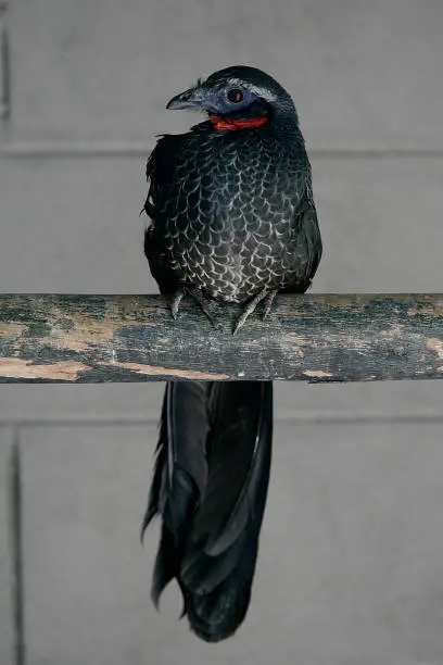 Black-fronted piping-guan, Penelope jacutinga, single bird on branch, Brazil"n