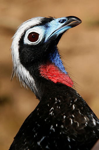 Penelope jacutinga, ave individual en tu hábitat en Brasil photo