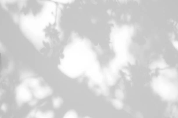 istock shadows of the tree branches on a white wall 1213265410