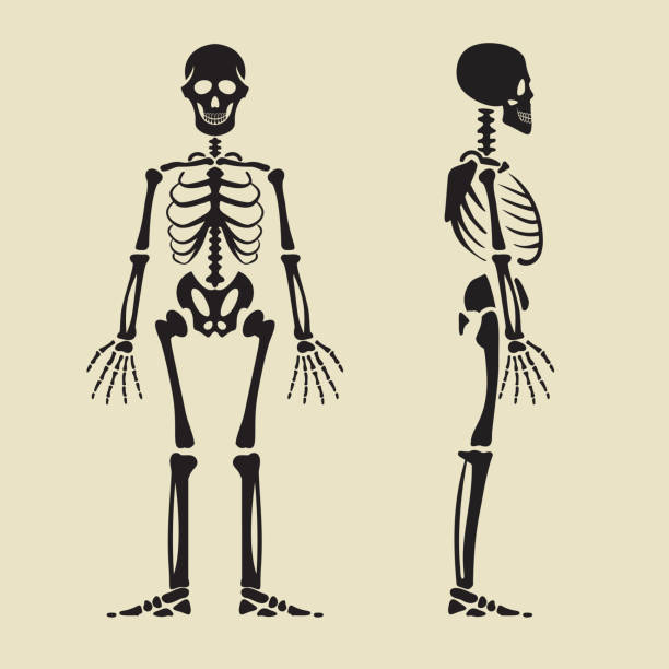 Human skeleton in front and profile. Human skeleton in front and profile. Isolated illustrations in flat style. clip art of rib cage stock illustrations