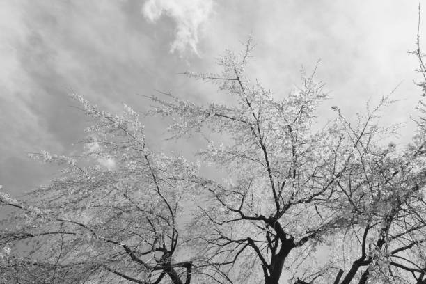istock Cherry Blossoms blooming in Tamagawa, Tokyo 1213268924