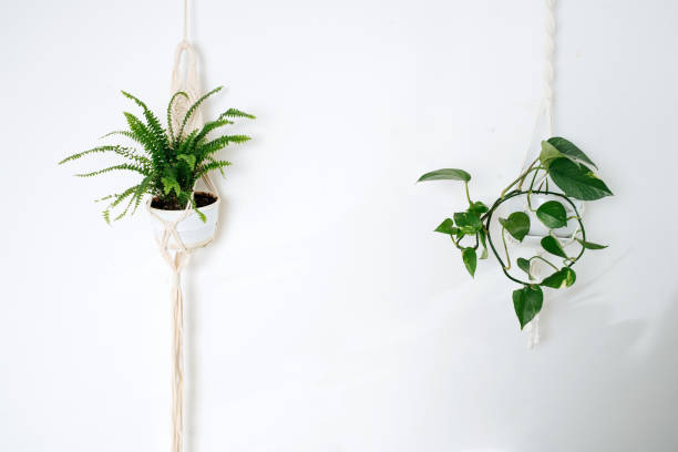 istock The hang pots of macrame with flowers 1213269491