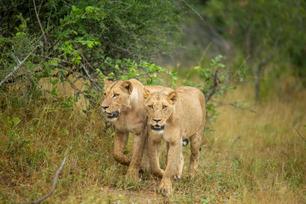 istock Pride of lions 1213271139