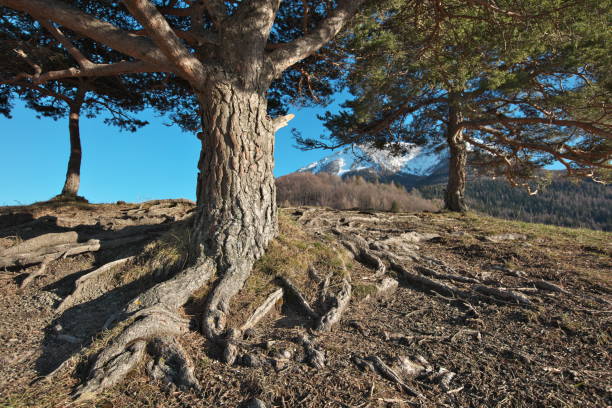 Close to the Parking of Saint-Vincent-les Forts these 3 conifers alone on a small hill caught my attention ... magnfiques of seating in this late afternoon