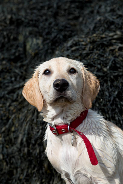 istock The wet labrador puppy portrait 1213271781