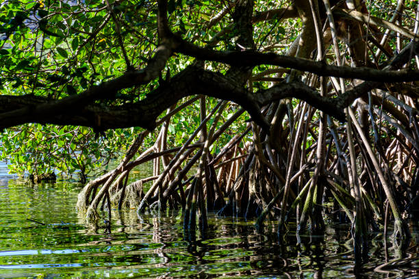 densa vegetación de manglares sobre el agua - spring forest scenics wetland fotografías e imágenes de stock