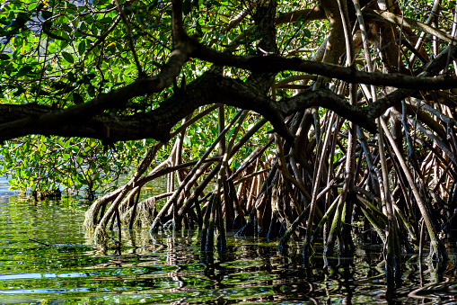 Dense mangrove vegetation over water in an area with preserved environment in Brazil