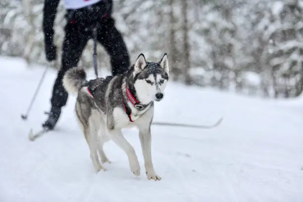 Dog skijoring. Husky sled dog mushing. Winter sport championship competition.