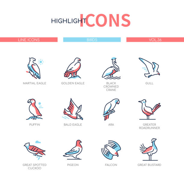 Bird species - modern line design style icons set Bird species - modern line design style icons set with blue, red color filling. Martial, bald and golden eagle, black crowned crane, gull, puffin, ara, greater roadrunner, great spotted cuckoo, falcon spotted eagle stock illustrations