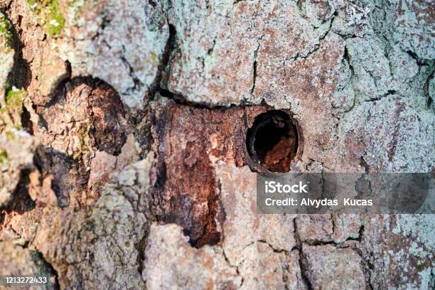 Old Tree Trunk With Holes From Woodworm And Woodpecker Stock Photo - Download Image Now