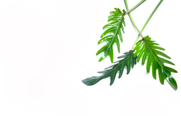 istock Philodendron Xanadu leaf leaves isolated 1213273503