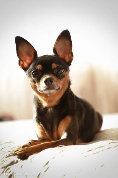 istock Chihuahua Dog resting in bed 1213273568