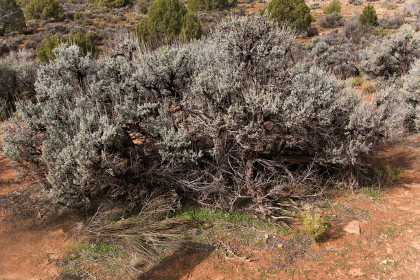 The Big Sagebrush, Artemisia tridentata, found in arid regions