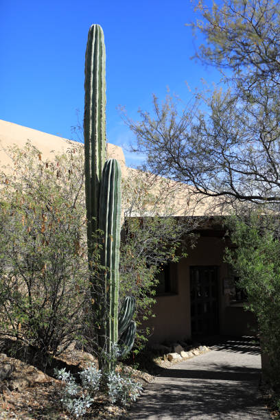 istock Cardon Cactus, Pachycerus pringlei, known also as Mexican giant cactus 1213274542