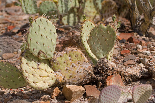 istock Beaver Tail Cactus, Opuntia basilaris, a pricklypear species 1213275213